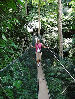 A pleasurable stroll in the treetops on the Rainforest Canopy Walkway