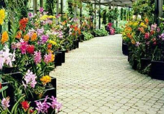 orchid-lined walkways