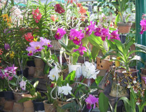 potted orchids at for sale at a reasonable prices