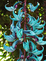 Ladies Shoe - One of the exotic plants at the Rose Center